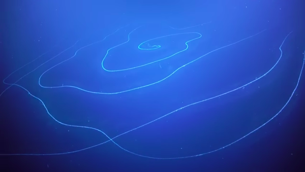 The Apolemia siphonophore - Sputnik International