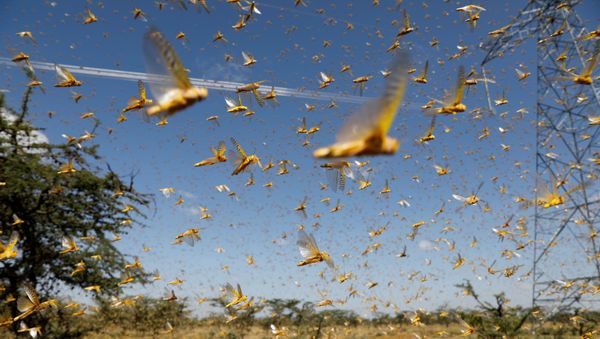 A swarm of desert locusts flies over a ranch near the town of Nanyuki in Laikipia county, Kenya, February 21, 2020. Picture taken February 21, 2020 A swarm of desert locusts flies over a ranch near the town of Nanyuki in Laikipia county, Kenya, February 21, 2020. Picture taken February 21, 2020 - Sputnik International
