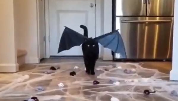 Rover the Cat on his Instagram, February 2020 - Sputnik International