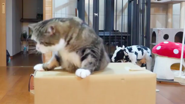 Cat in a box - Sputnik International