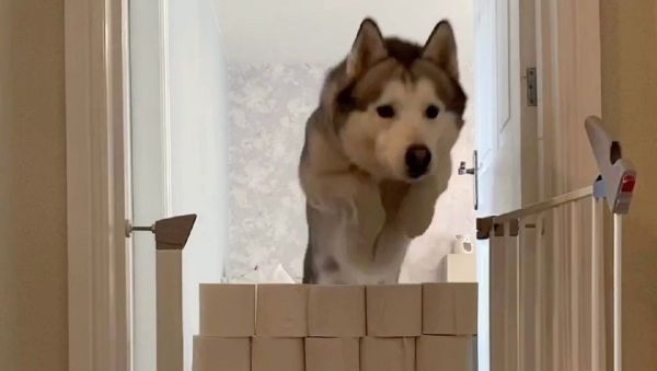 Dog - Sputnik International