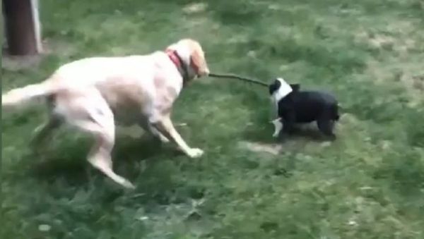 Dogs - Sputnik International