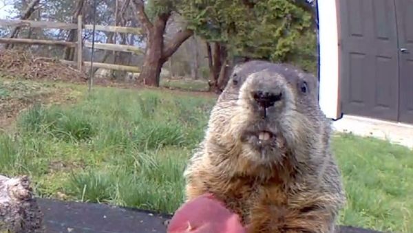groundhog - Sputnik International