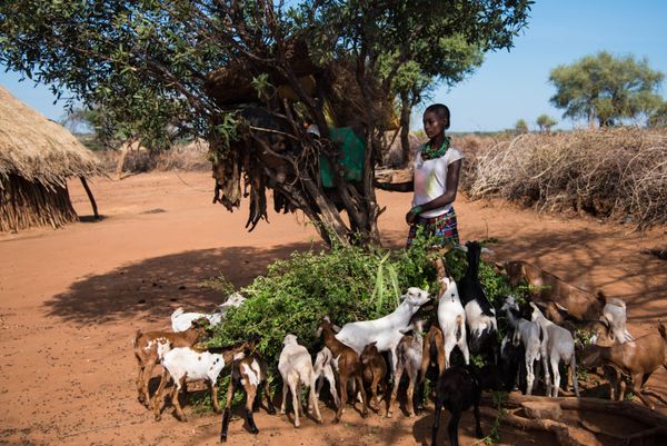Rituals and Daily Life of the Hamer Tribe Rituals and Daily Life of the Hamer Tribe - Sputnik International