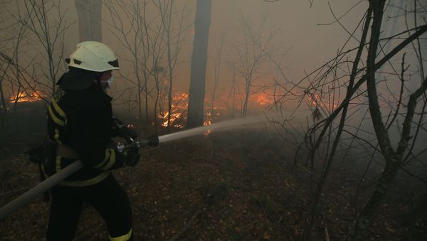 A firefighter extinguishes a fire on the territory of forestry located in the exclusion zone of the now-defunct Chernobyl nuclear power plant, in Ukraine - Sputnik International
