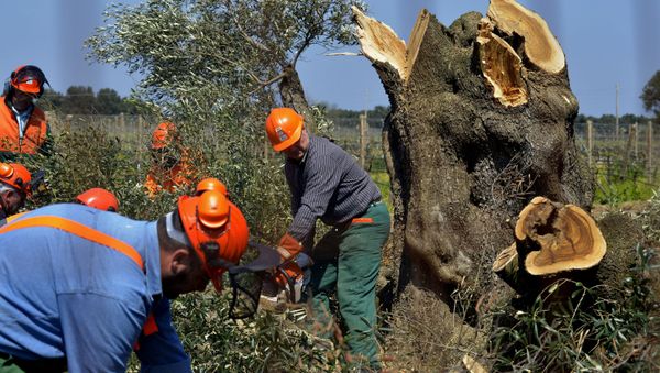 Workers cut down an olive tree in Oria, near Brindisi, southern Italy, Monday, April 13, 2015. Forestry officials in southern Italy have cut down the first of thousands of olive trees infected with a deadly bacteria in a controversial bid to prevent its spread. The xylella fastidiosa bacteria has ravaged Puglia's olive trees and contributed to a 35 percent drop in the region's olive oil production last year. Its spread has so alarmed the EU that France announced a boycott of Puglian vegetables. Puglian growers have opposed the government's slash-and-burn plan, saying it won't contain the bacteria's spread. (AP Photo/Gaetano Loporto) - Sputnik International