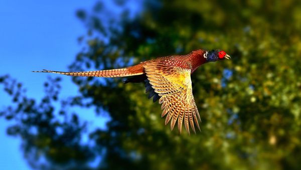 Pheasant - Sputnik International