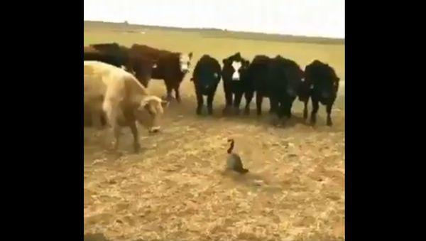 Brave Duck - Sputnik International