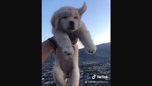 Dog - Sputnik International