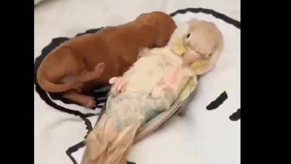 Puppy and Parrot - Sputnik International