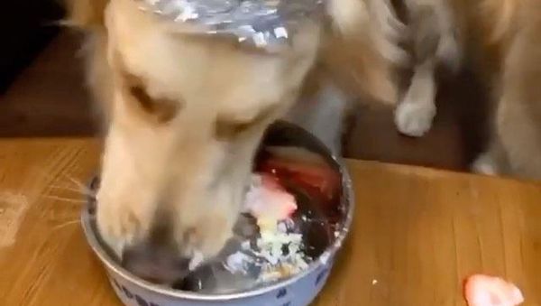 Golden retrievers eat cakes - Sputnik International