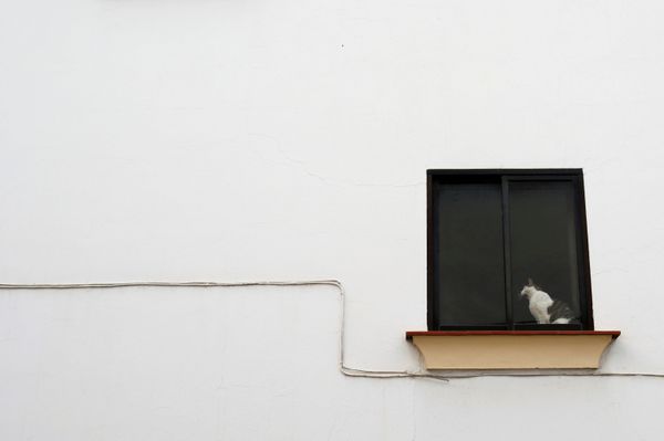 A cat yawns in the window of a house, amid the coronavirus disease (COVID-19) outbreak, during Holy Week in Ronda, southern Spain, 11 April 2020 A cat yawns in the window of a house, amid the coronavirus disease (COVID-19) outbreak, during Holy Week in Ronda, southern Spain, 11 April 2020 - Sputnik International