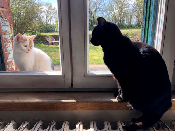 A domestic black cat looks at a cat sitting outside the window, in the village of Blecourt during a lockdown imposed to slow the rate of the coronavirus disease (COVID-19) spread in France, 29 March 2020. A domestic black cat looks at a cat sitting outside the window, in the village of Blecourt during a lockdown imposed to slow the rate of the coronavirus disease (COVID-19) spread in France, 29 March 2020. - Sputnik International
