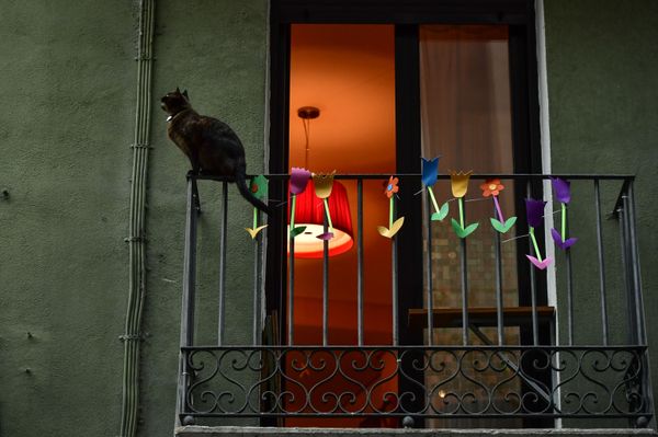A cat sits on a balcony during confinement to prevent the spread of coronavirus COVID-19, in Pamplona, April 2020 A cat sits on a balcony during confinement to prevent the spread of coronavirus COVID-19, in Pamplona, April 2020 - Sputnik International
