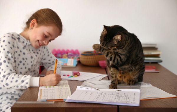Kaethe Singer, accompanied by her cat, studies at home during the spread of the coronavirus disease (COVID-19), in Jugenheim, Germany2020 Kaethe Singer, accompanied by her cat, studies at home during the spread of the coronavirus disease (COVID-19), in Jugenheim, Germany2020 - Sputnik International