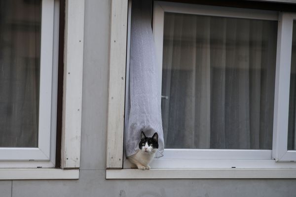 A cat looks out in the street form a window during a nationwide confinement to counter the Covid-19, in Paris, Sunday, April 5, 2020 A cat looks out in the street form a window during a nationwide confinement to counter the Covid-19, in Paris, Sunday, April 5, 2020 - Sputnik International