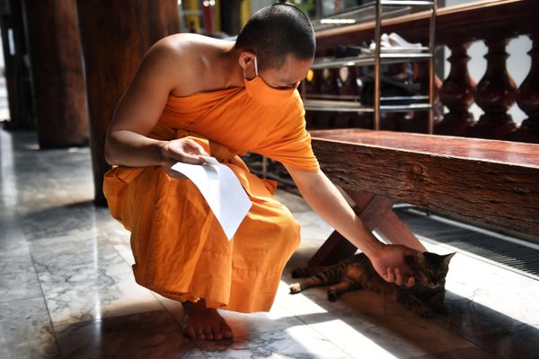 A Buddhist monk wearing a face mask amid concerns over the spread of COVID-19 pets a cat at the Wat Pak Nam Buddhist temple in Bangkok on 15 March 2020 A Buddhist monk wearing a face mask amid concerns over the spread of COVID-19 pets a cat at the Wat Pak Nam Buddhist temple in Bangkok on 15 March 2020 - Sputnik International