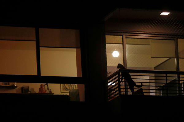 A cat is seen in a balcony during a citywide applause as people clap from their balconies and windows to show appreciation and support for the health workers as the spread of the coronavirus disease (COVID-19) continues, in Buenos Aires, Argentina, 29 March 2020 A cat is seen in a balcony during a citywide applause as people clap from their balconies and windows to show appreciation and support for the health workers as the spread of the coronavirus disease (COVID-19) continues, in Buenos Aires, Argentina, 29 March 2020 - Sputnik International