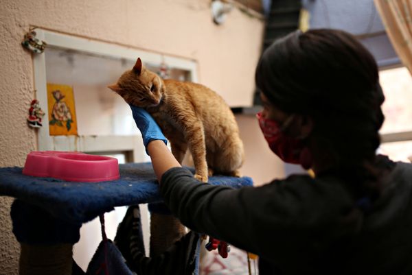 Tatiana Aguayo, 35, animal rights activist, cuddles a cat in an animal shelter while wearing a face mask, amid the coronavirus disease (COVID-19) outbreak in Bogota, Colombia, 4 April 2020. Tatiana Aguayo, 35, animal rights activist, cuddles a cat in an animal shelter while wearing a face mask, amid the coronavirus disease (COVID-19) outbreak in Bogota, Colombia, 4 April 2020. - Sputnik International
