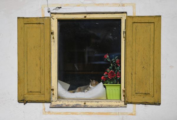 A cat lies in a window near the theatre where the new production of the Oberammergau Passion Play will take place during the spread of the coronavirus disease (COVID-19) in Oberammergau, Germany, 19 March 2020 A cat lies in a window near the theatre where the new production of the Oberammergau Passion Play will take place during the spread of the coronavirus disease (COVID-19) in Oberammergau, Germany, 19 March 2020 - Sputnik International