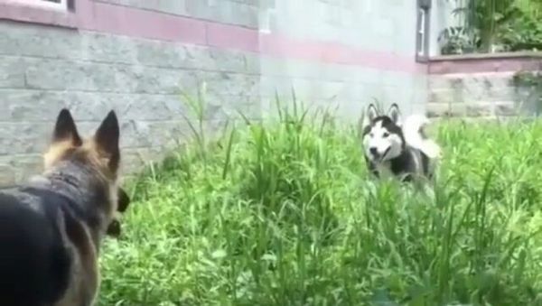 Dogs - Sputnik International