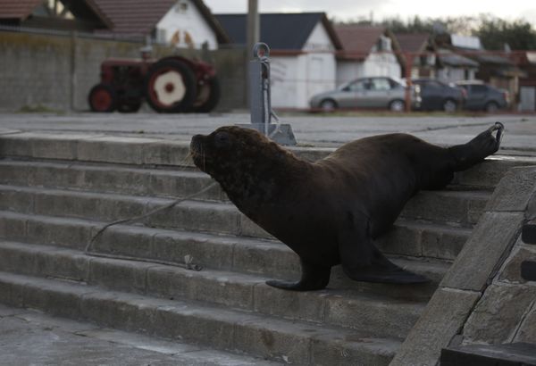 A sea lion on a street in Mar del Plata, Argentina.
 - Sputnik International