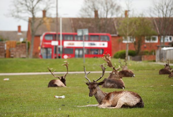 Deer are seen in Harold Hill housing estate in Romford as the spread of the coronavirus disease (COVID-19) continues, Romford, Britain, April 3, 2020 - Sputnik International