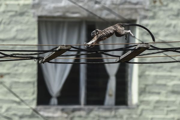 A Silvery-brown Tamarin or Grey Titi monkey (saguinus leucopus) is pictured in Medellin, Colombia, on April 16, 2020. The saguinus leucopus is an endangered species endemic to northern Colombia.  - Sputnik International