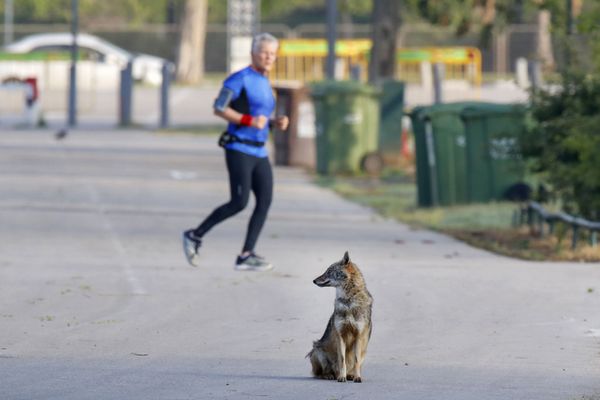 A jackal rests on a paved pathway in Yarkon Park in the Israeli coastal city of Tel Aviv on April 12, 2020 - Sputnik International