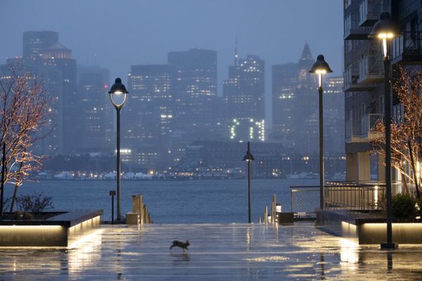 A wild rabbit hops across an empty waterfront plaza in the East Boston neighbourhood of Boston, Friday, April 3, 2020 - Sputnik International