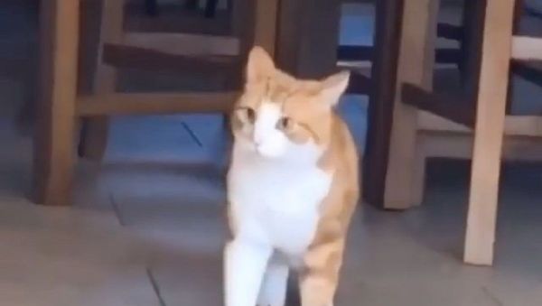 Cat - Sputnik International