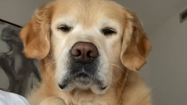 Golden Retriever Forgets How to Bark  - Sputnik International