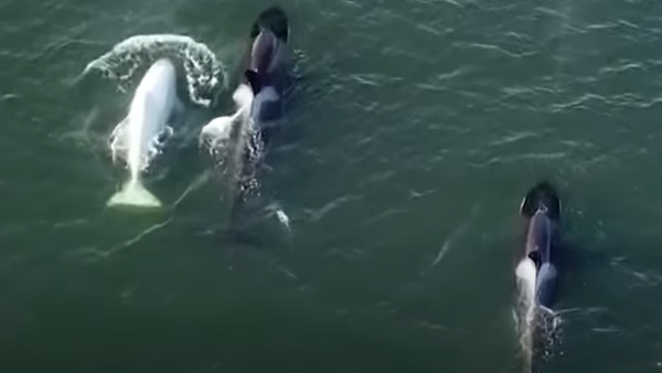 Rare white orca - Sputnik International