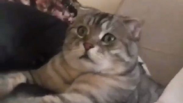 Cat - Sputnik International