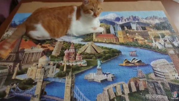 Blind Cat Completes Complex Puzzle - Sputnik International