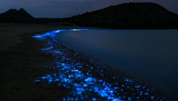Bioluminescent plankton - Sputnik International