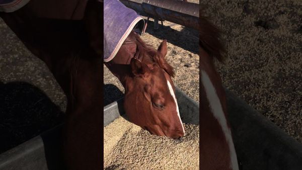 Hungry Horse Digs Deep in Its Food Bowl - Sputnik International