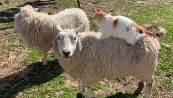 Helpful Kitty Massages Expecting Sheep’s Back  - Sputnik International