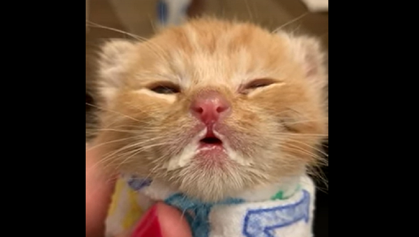 Kitten - Sputnik International