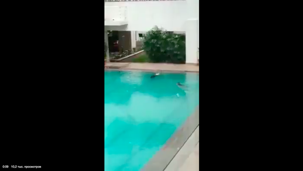 Monkeys in pool - Sputnik International