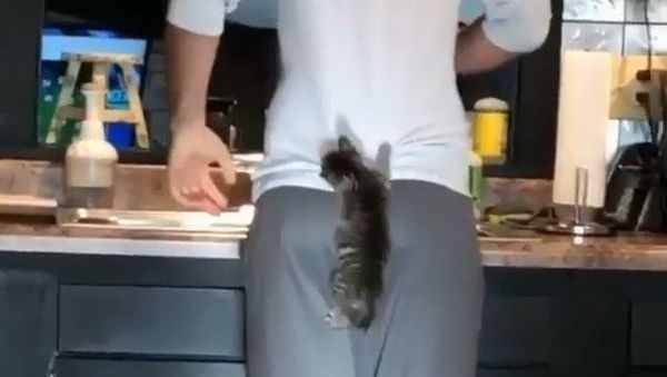 kitten - Sputnik International
