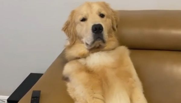 Golden Retriever Reclines Like a Human - Sputnik International