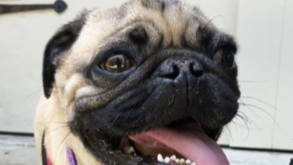 Winston, a pug from Chapel Hill, North Carolina, is believed to be the first recorded case of a dog testing positive for COVID-19 in the US. - Sputnik International