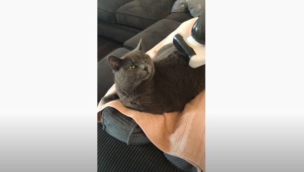 Carefree Cat Enjoys Being Groomed by Vacuum During Quarantine - Sputnik International