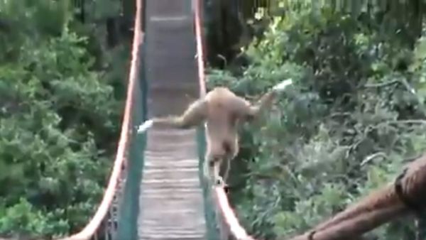 Balancing is part of their life. The playful Gibbons - Sputnik International