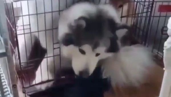 Dog - Sputnik International