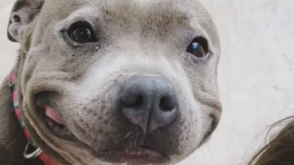 Staying Pawsitive: Sweet Doggo Smiles Away Amid Pandemic  - Sputnik International