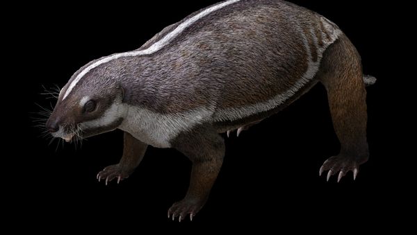 Life-like reconstruction of the opossum-sized mammal Adalatherium hui that lived 66 million years ago alongside dinosaurs on the island of Madagascar during the Cretaceous Period - Sputnik International