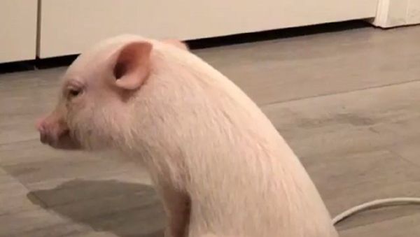 Pig - Sputnik International