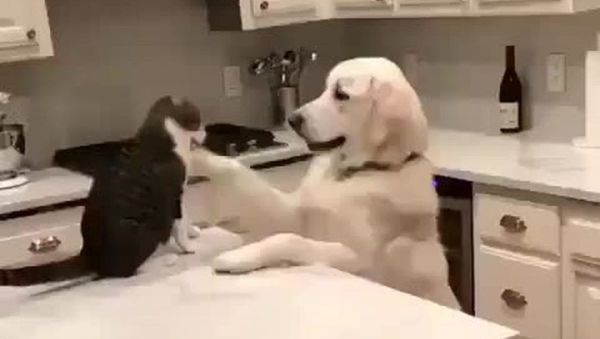 Golden retriever world - Sputnik International